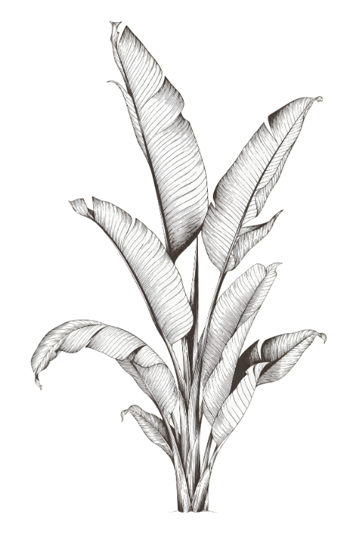 Banana plant botanical illustration for Eat With Mellow